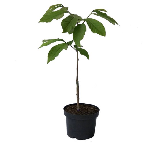 Indianerbanane paw asimina - paw,