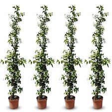 Toskanischen Jasmin - 4 pcs-