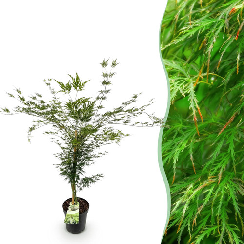 Acer palmatum emerald lace - emerald,