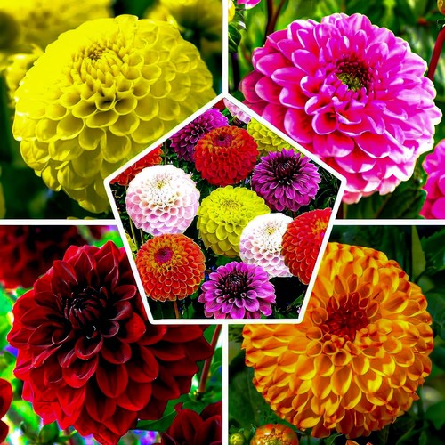 Dahlien knollen blumenzwiebeln - dahlien,