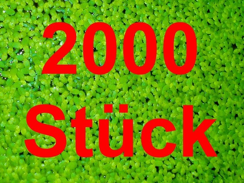 Wasserlinsen 2000 st - **wasserlinsen**,
