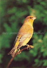 Voegel Birds Oiseaux Le Verdier 