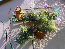 Plants Airlines ohne Erde, Kugelverstärkungen + Nahrungsergänzungsmittel Verveinlaurier