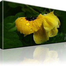 Gelber Mohn Blume Bild Bilder Leinwand Keilrahmen Wandbild Kunstdruck