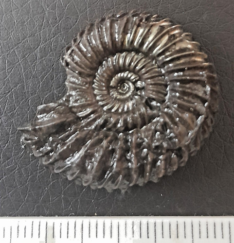 Parkinsonia dorni