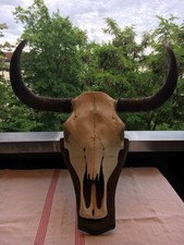 Alter Bullenschädel mit
