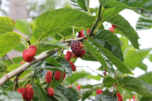 Rote maulbeere morus - rote, rubra