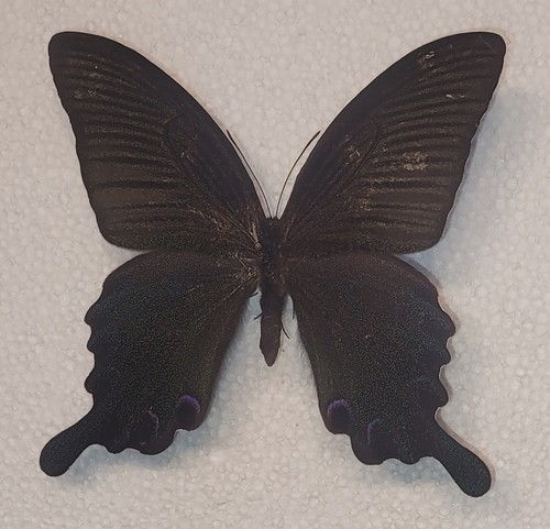Papilio dialis tatsua male - tatsua,