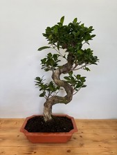 Bonsai Ficus microcarpa Nr 5231 pflegeleicht "Gummibaum" Anfänger geeignet