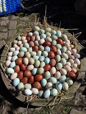 10 Stück (Keine) Bruteier