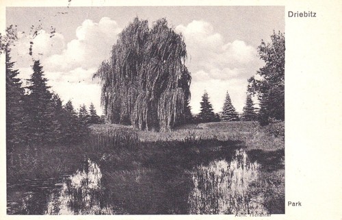 Driebitz bei fraustadt - ak,