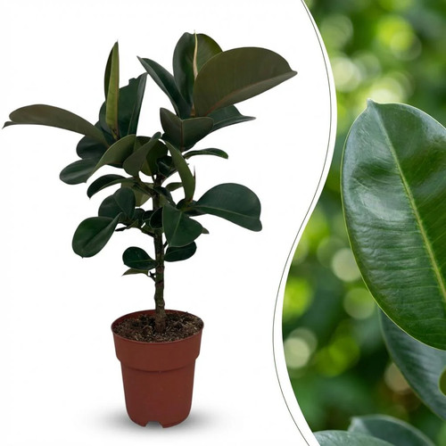 Ficus elastica cloe - ficus,