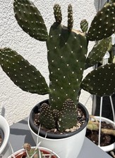 KAKTUS CONSOLEA RUBESCENS OPUNTIA ABLEGER / STECKLING / BLATT mind 20cm