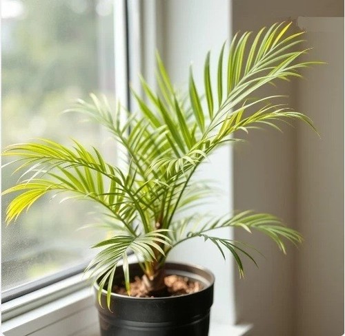 Berg palme pflanze - pflanze, die