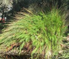 SAMEN Australisches Schilf Blumenbeet BAMBUS-ZIER-GRAS tolle Pflanzen Winter-Gar