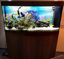 Aquarium von Juwel 240l inkl. Unterschrank, Barsche und Welse