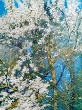 Öl Malerei auf Leinwand mit