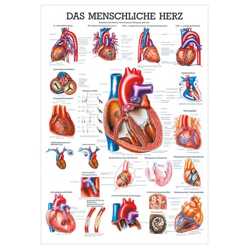 Das herz lehrtafel - lehrtafel, anatomie