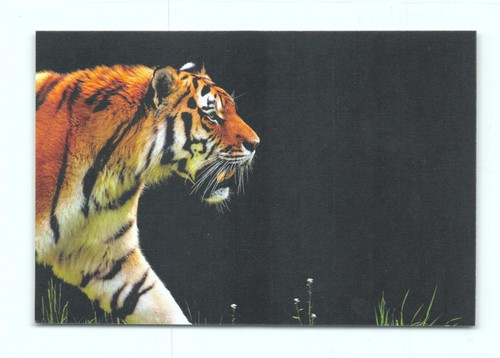 Postkarte tiger - 1,