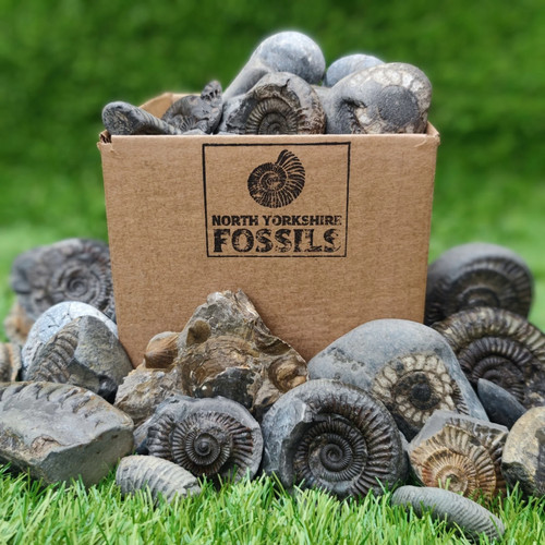 Kinder fossil box - kinder,