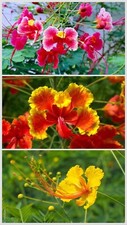30 Total seeds  Caesalpinia