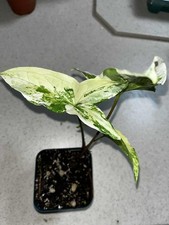 Syngonium Albo Variegated 4
