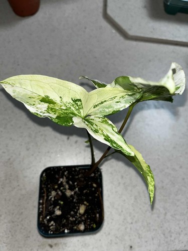 Syngonium albo variegated - variegated, 4