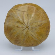 Jura Fossil Sand Dollar