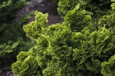 Chamaecyparis obtusa 'Nana Aurea', Hinoki-Scheinzypresse, goldgelb, 100–125 cm