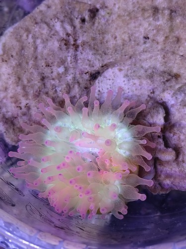 Entacmaea quadricolor symbiose - entacmaea,