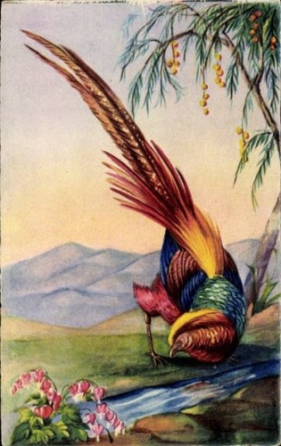 Künstler goldfasan amag - künstler,