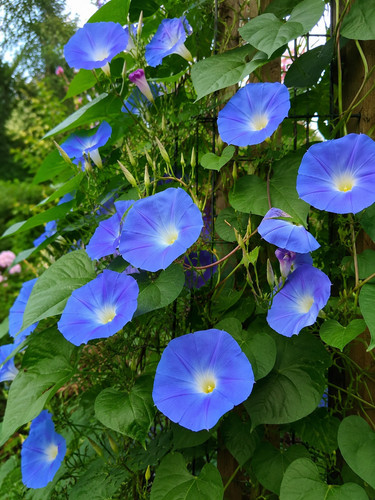Sale3280 ipomoea tricolor - ipomoea,