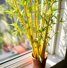 Goldener Bambus Pflanze für