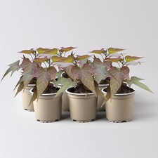 Süßkartoffel, bronzelaubig