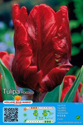 Tulpen - @,