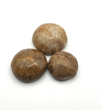 ✦ 3 Stück Versteinerte