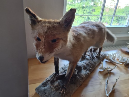 Tierpräparat rotfuchs - tierpräparat,