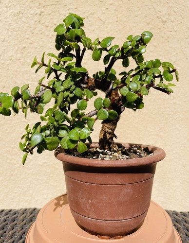 Bonsai jadebaum portulacaria - bonsai,