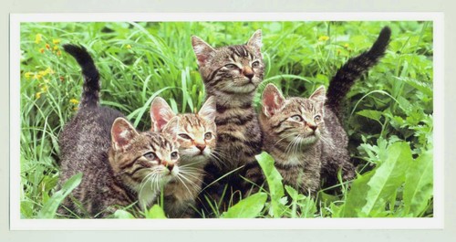Postkarte katze - 1, ak