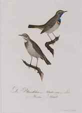 Blaukehlchen, Johann Conrad Susemihl, Kupferstich