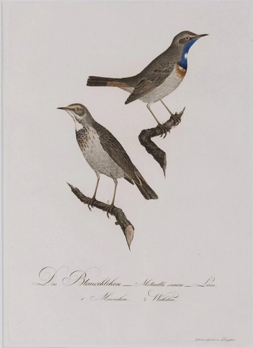 Blaukehlchen johann conrad - blaukehlchen,,