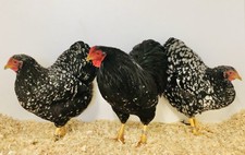 Bruteier - Zwerg Wyandotten