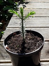 1 x Araucaria Araucana - Schmucktanne - Chilenische Anden Tanne ca.10/15 cm