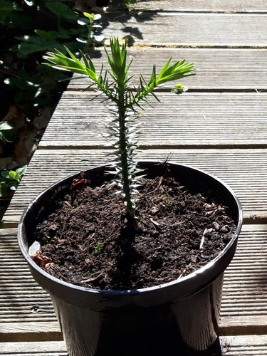 Araucaria araucana - araucaria,