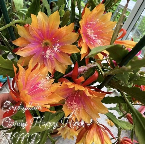 Epiphyllum clarity happy - epiphyllum,