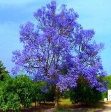 Paulownia blauglockenbaum - paulownia,