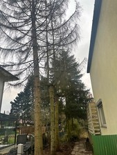 Stammholz brennholz - stammholz, an