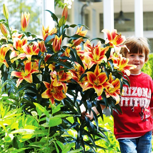 Lilien blumenzwiebeln zwiebeln - lilien,