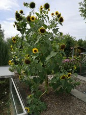 20, 40 XXL riesen Sonnenblumen 2,5 m hoch Samen Sonnenblume Sonnenblumen Blume