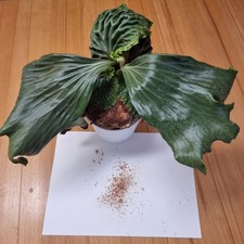 Platycerium madagascariense - Sporen mit Anleitung (deutsch oder englisch) 